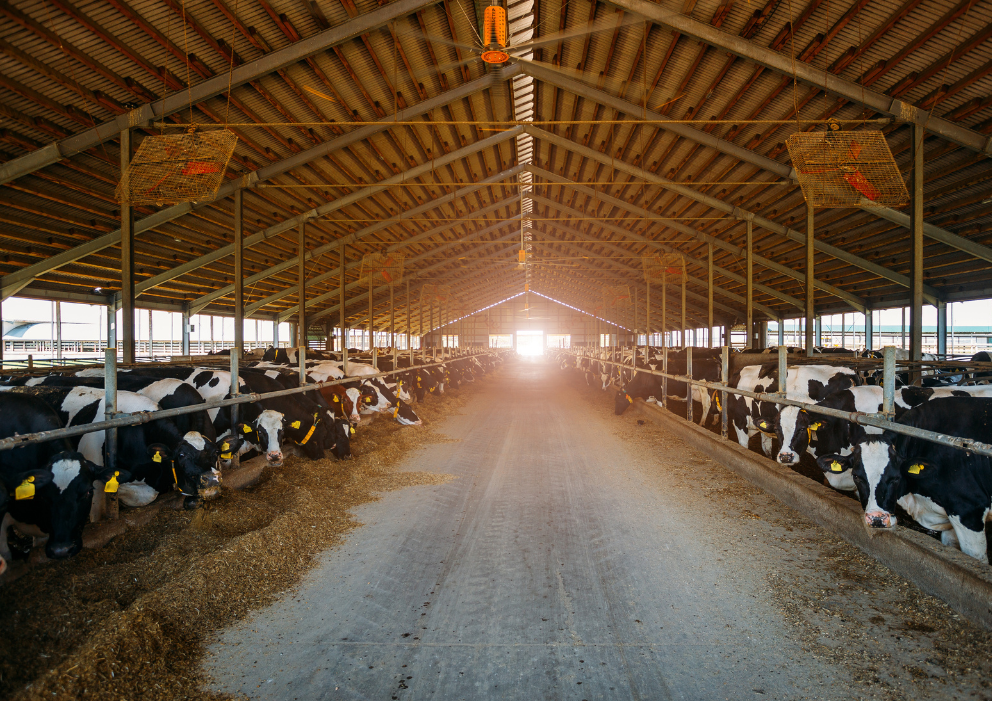 livestock in barn